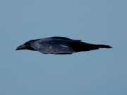 Raven
