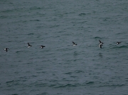 Razorbill (Alca torda)