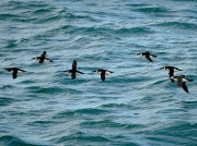 Razorbills (Alca torda)