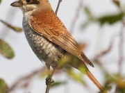 Red-backed Shrike (Lanius collurio)