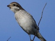 Red-backed Shrike (Lanius collurio)