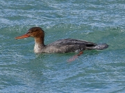 Red-breasted Merganser - female