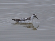 Red-necked Phalarope (Phalaropus lobatus)