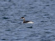 Red-necked Grebe (Podiceps grisegena)