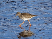 Redshank