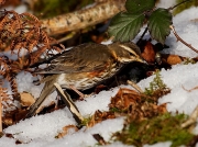 Redwing