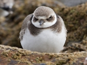 Ringed Plover (Charadrius hiaticula) - juvenile