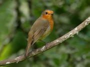 Robin