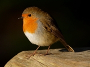 Robin (Erithacus rubecula)