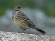 Rock Pipit (Anthus petrosus)
