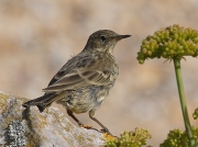 Rock Pipit (Anthus petrosus)