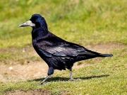 Rook