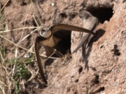Sand Martin in flight