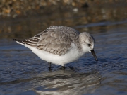 Sanderling (Calidris alba)