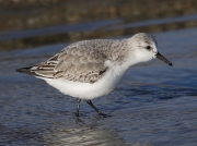 Sanderling (Calidris alba)