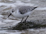 Sanderling (Calidris alba)
