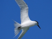 Sandwich Tern (Sterna sandvicensis)