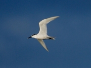Sandwich Tern (Sterna sandvicensis)
