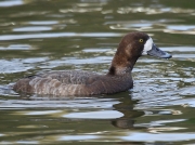 Scaup (Aythya marila) - female