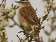 Sedge Warbler (Acrocephalus schoenobaenus)