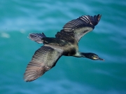 Shag (Phalacrocorax aristotelis)