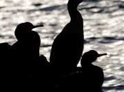 Shag (Phalacrocorax aristotelis)