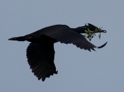 Shag (Phalacrocorax aristotelis)