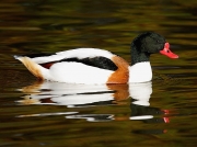 Shelduck