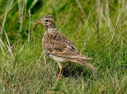 Skylark