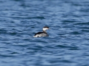 Slavonian Grebe (Podiceps auritus)