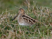 Snipe