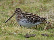 Snipe