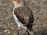 Snow Bunting (Plectrophenax nivalis)