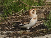 Snow Bunting (Plectrophenax nivalis)