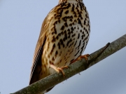 Song Thrush (Turdus philomelos)