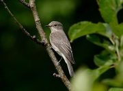 Spotted Flycatcher (Muscicapa striata)