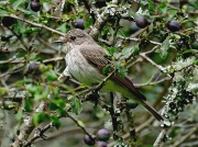 Spotted Flycatcher (Muscicapa striata)