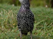 Starling (Sturnus vulgaris)