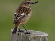 Stonechat (Saxicola torquata) - female
