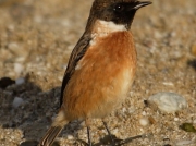 Stonechat (Saxicola torquata) - male