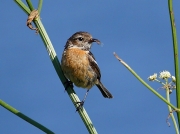 Stonechat - female