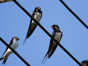 Swallow