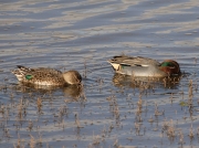 Teal (Anas crecca) - drake and female pair feeding in the Hayle Estuary, Cornwall