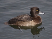 Tufted Duck (Aythya fuligula) - female