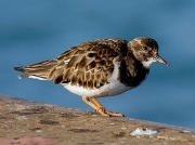 Turnstone (Arenaria interpres)
