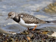 Turnstone (Arenaria interpres)