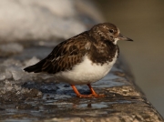 Turnstone (Arenaria interpres)