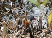 Water Rail (Rallus aquaticus)