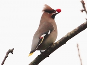 Waxwing (Bombycilla garrulus)