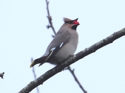 Waxwing (Bombycilla garrulus)